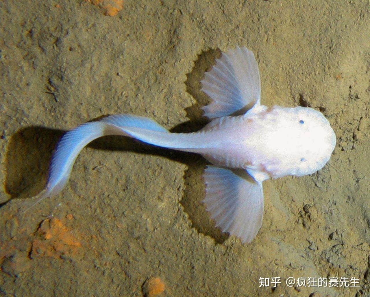 仿生学又一杰作,灵感来源于一种深海鱼类