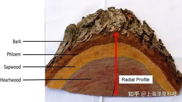 树木的“导管”如何影响全球气候?揭秘树干中的水分运输密码 - 知乎