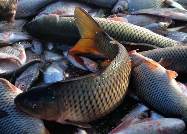 猫咪吃鱼好像是天经地义的,所以的话,很多铲屎官可能会将一整条鱼给