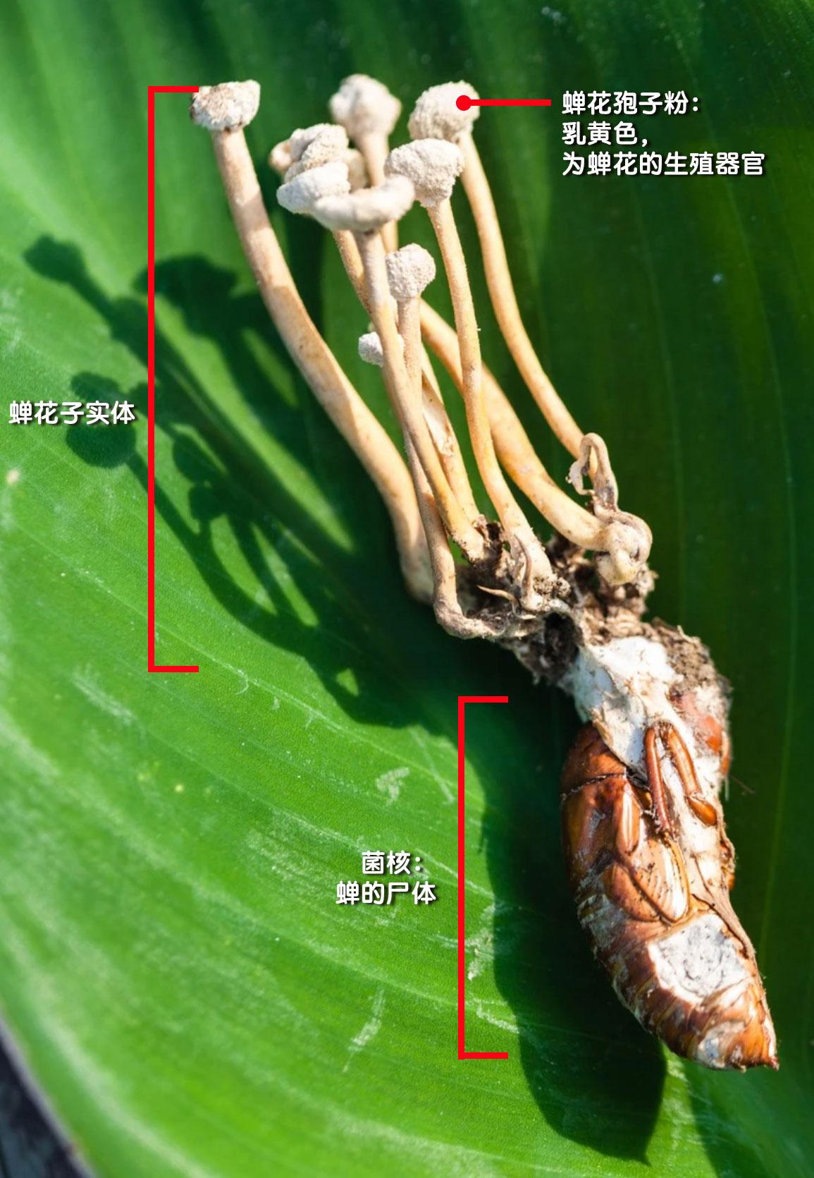 蝉花子实体的抗疲劳作用?