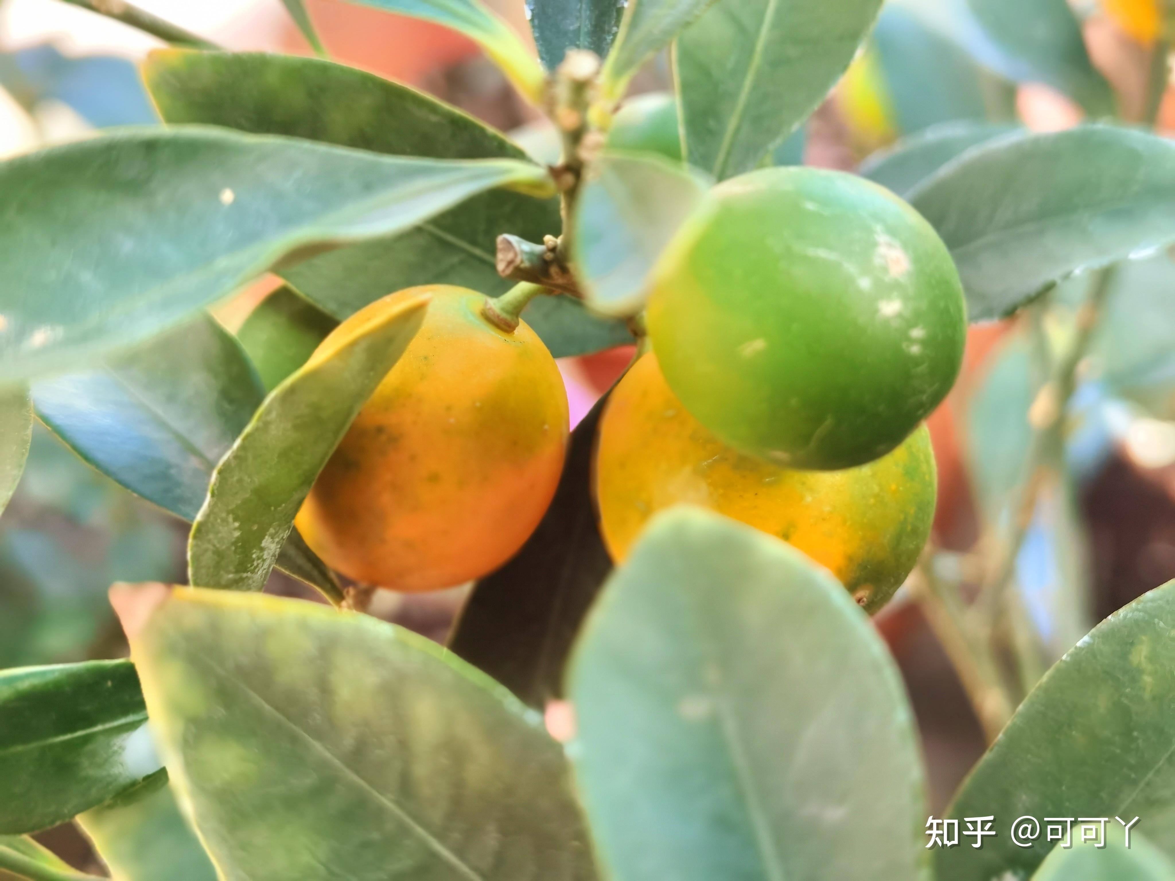8种适合家庭盆栽的果树,好看还能吃 - 知乎