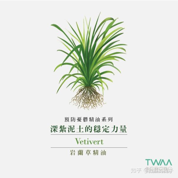 岩兰草精油有助于缓解儿童注意力不足过动症状的力量
