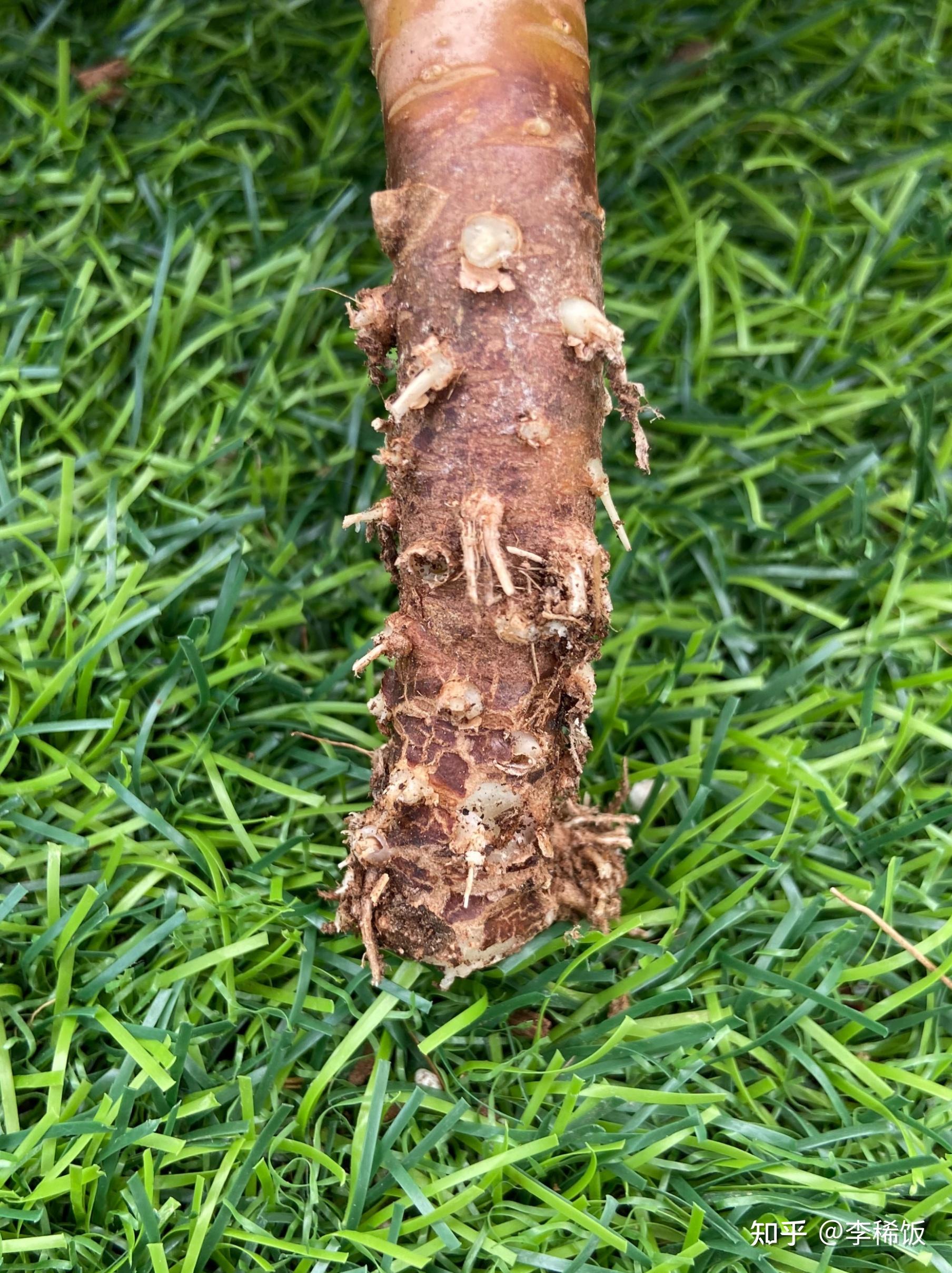 多肉僵苗怎么办 - 知乎