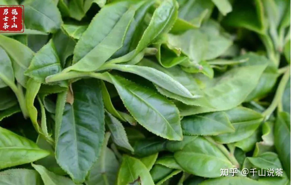普洱茶里的春夏秋冬 - 知乎