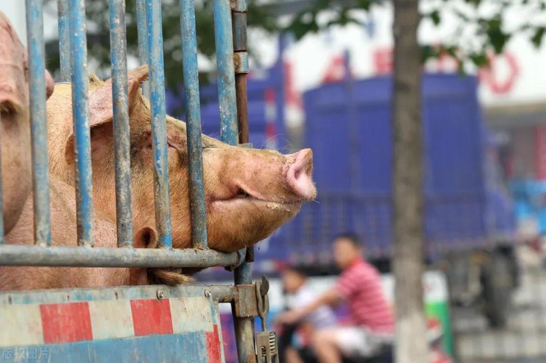 四种卖猪方式,哪一种更赚钱呢?养猪人值得一看 - 知乎