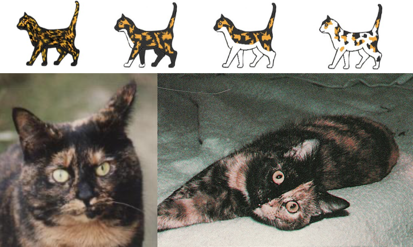 玳瑁猫繁育配色表图片