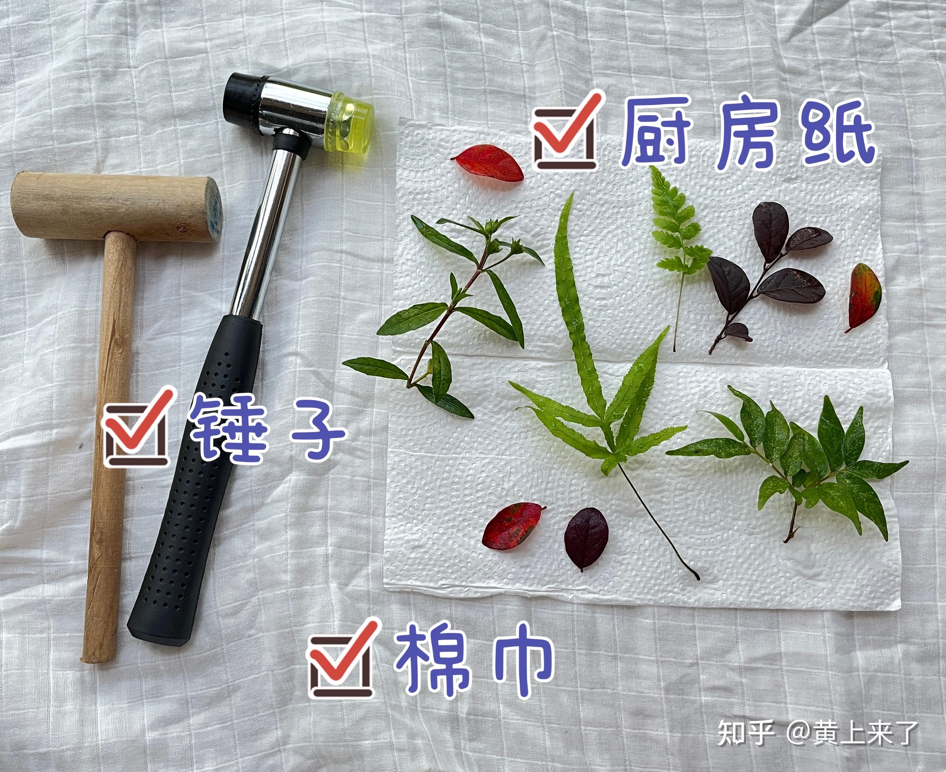 植物拓染:带娃敲敲敲,捶出一颗圣诞树