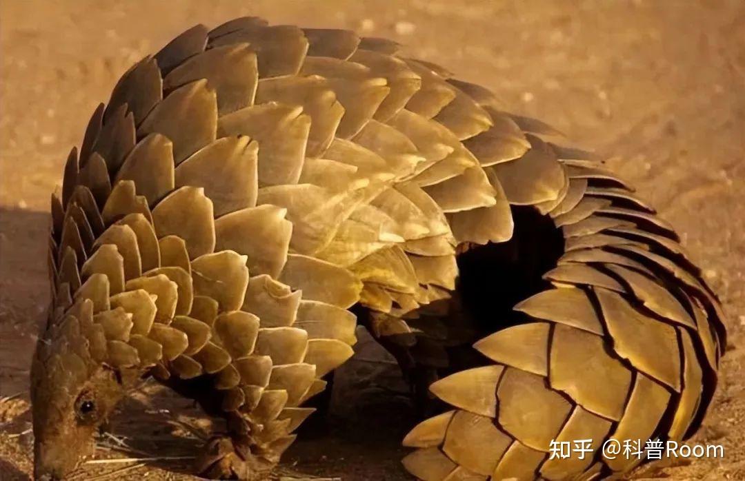 探秘穿山甲的坚硬鳞片,竟让狮子望而却步 - 知乎