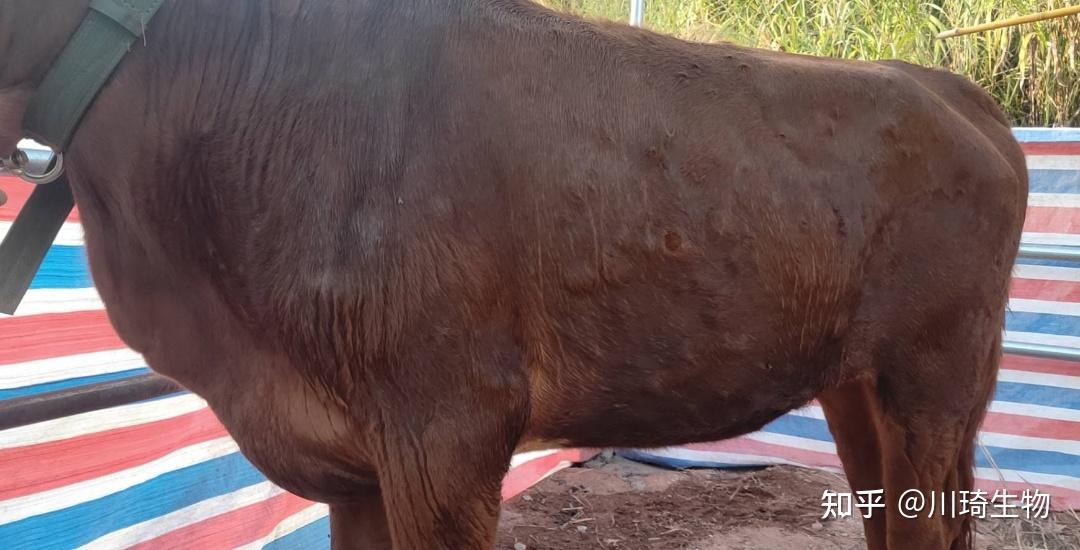 1,牛结节病简述及临床表现牛结节病是一种皮肤疾病,它也有此外一个又