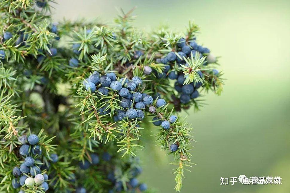 精油分享| 杜松Juniper - 知乎