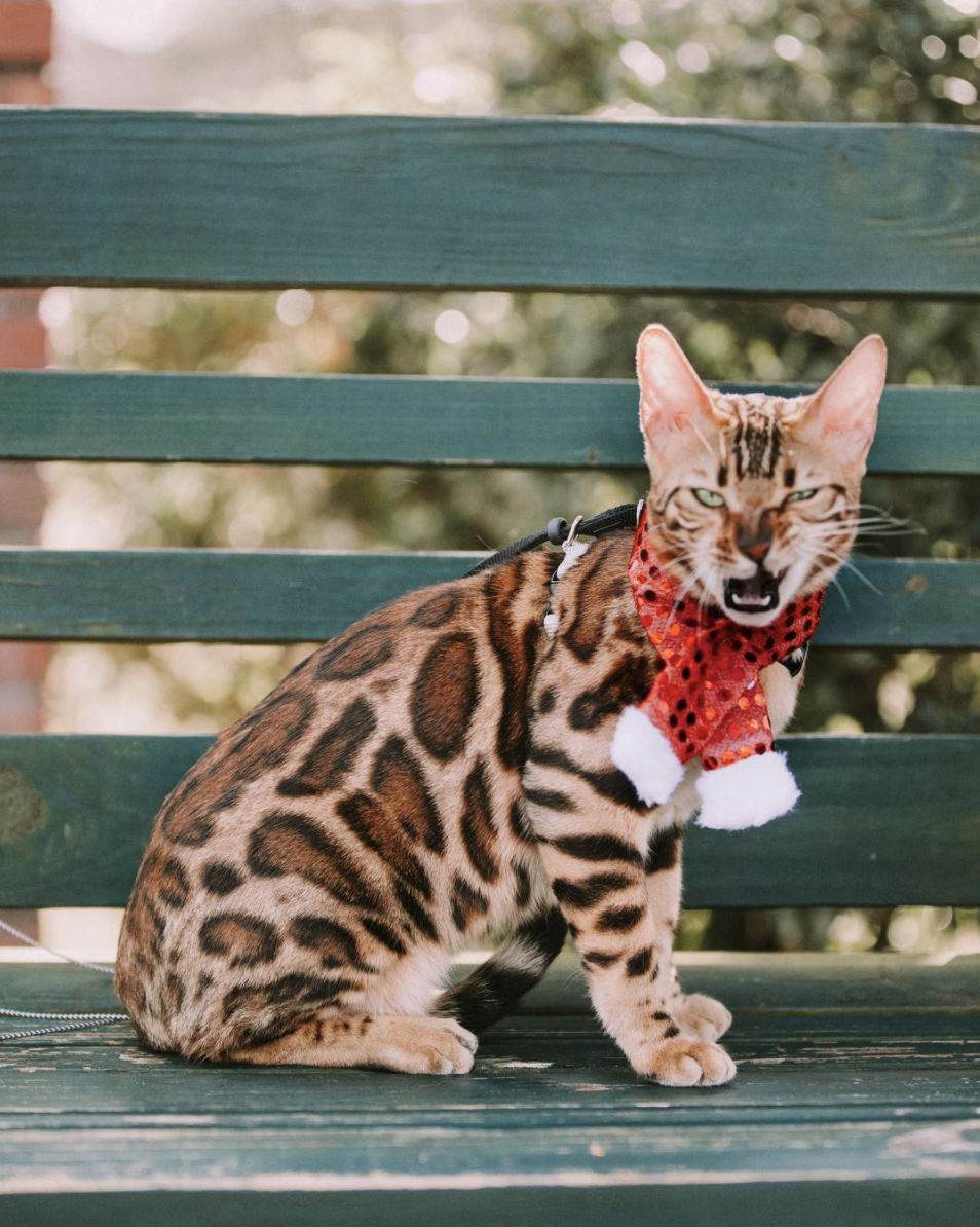 吸猫大会孟加拉豹猫tahri