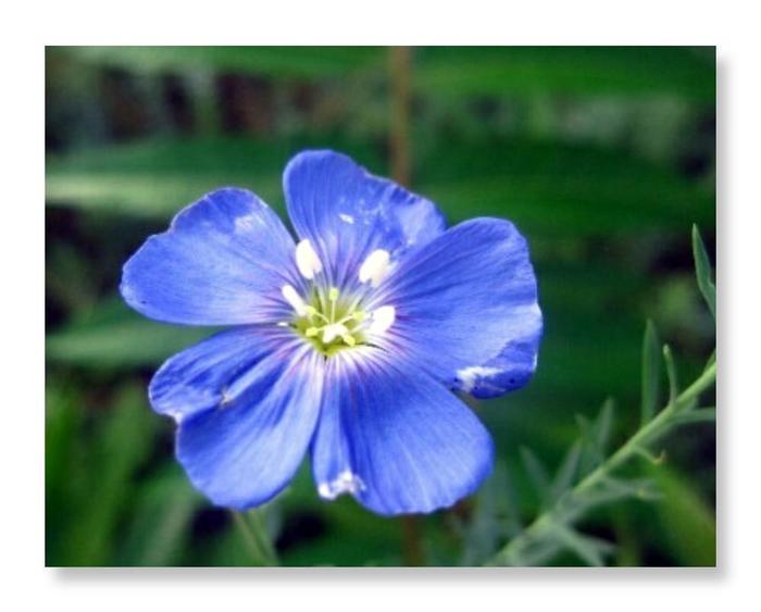 6月3日的生辰花 亚麻花 知乎 6月3日的生辰花 亚麻花 知乎