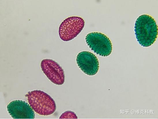 惊艳到你了吗显微镜下的花粉