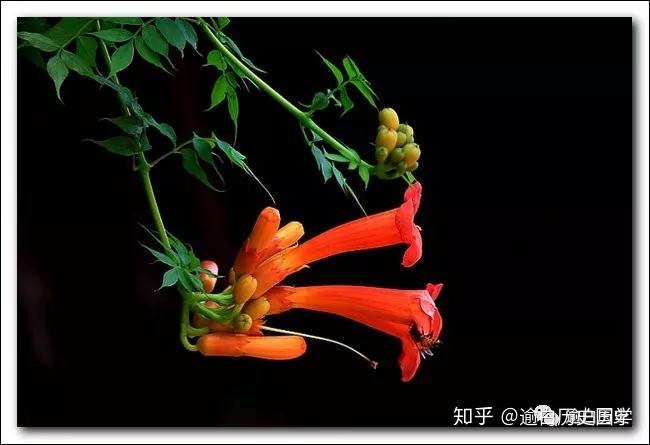 如懿传中如懿在冷宫中经常提到的凌霄花有什么寓意