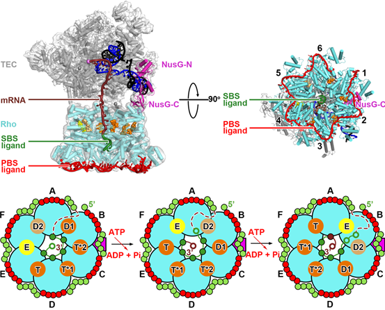 Nature | 揭示新型抗生素靶点结构:细菌Rho因子依赖型转录终止 - 知乎