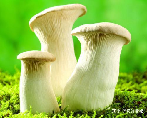 常见及名贵食用菌 - 知乎