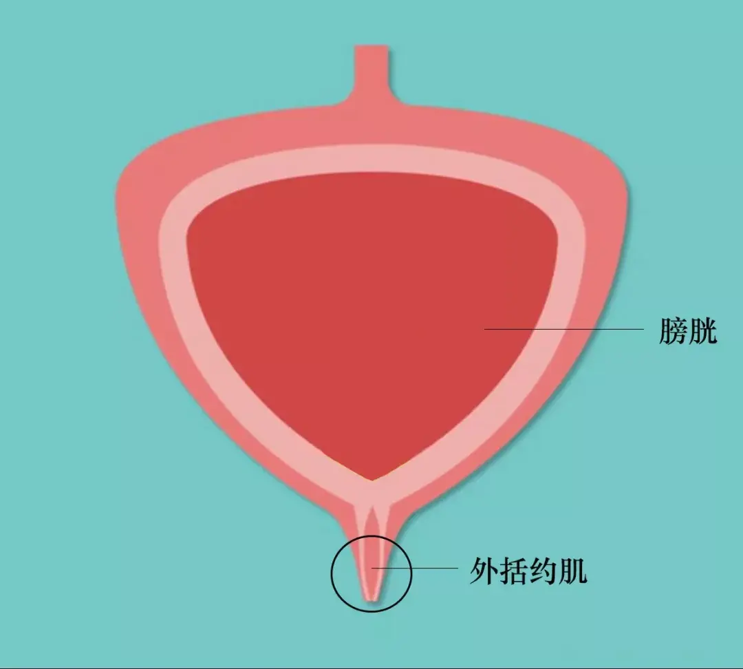 膀胱内括约肌图片