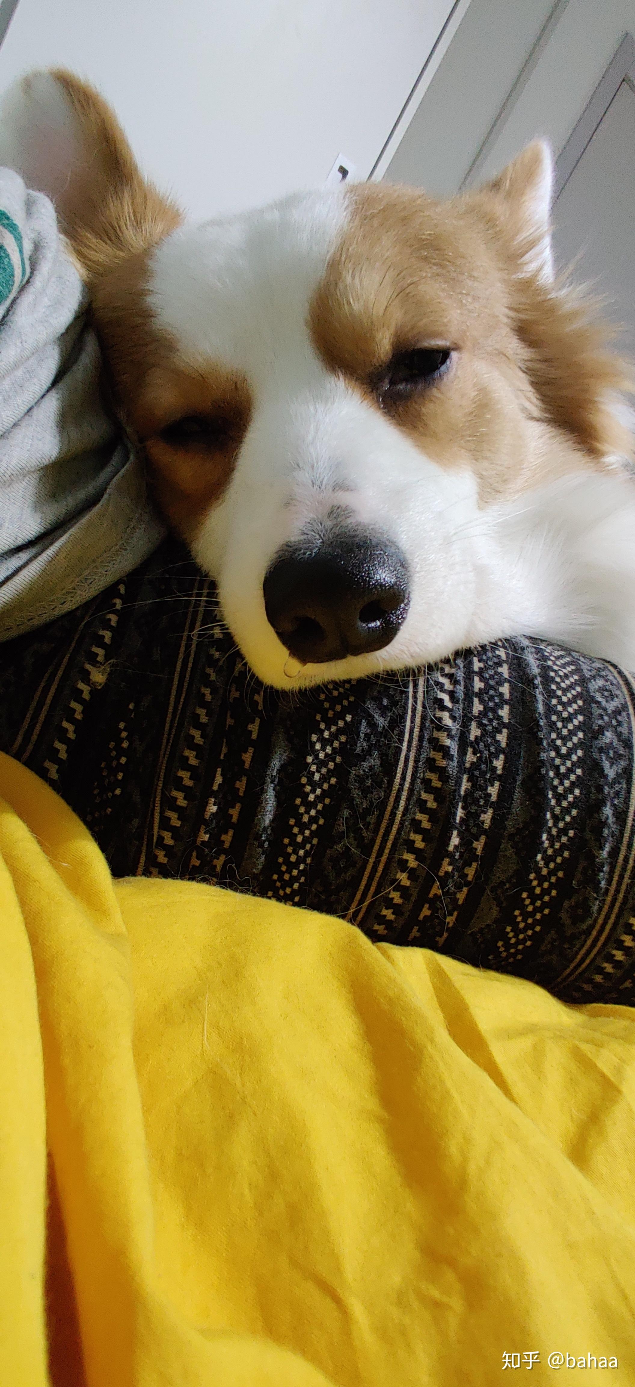 对没养过狗的人而言柯基好养吗?