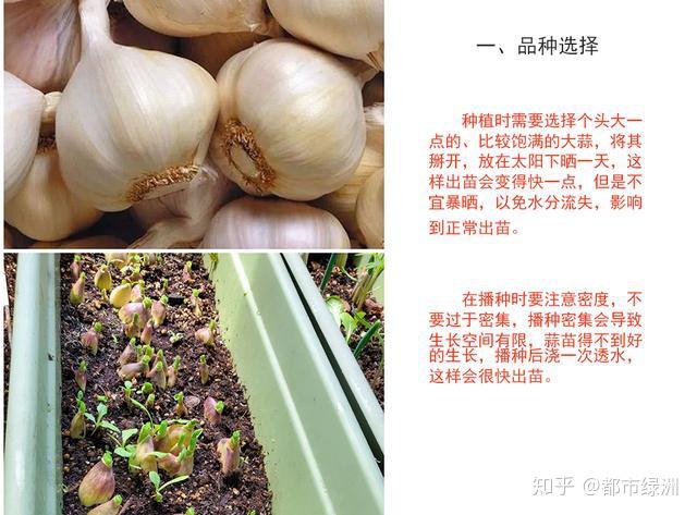 省钱‖阳台这么种蒜苗,比买的还要好,天天能吃到新鲜的 - 知乎