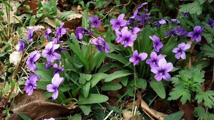 野生植物 紫花地丁 知乎