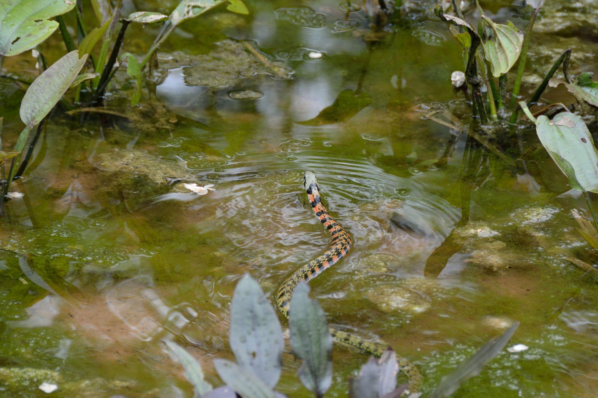 虎斑颈槽蛇-标本图片库-武陵山区生物多样性综合科学考察