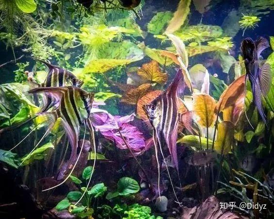 好看的鱼缸造景图片 v2-77f031a9429c6ae4a8580710c0c0de8f_r.jpg