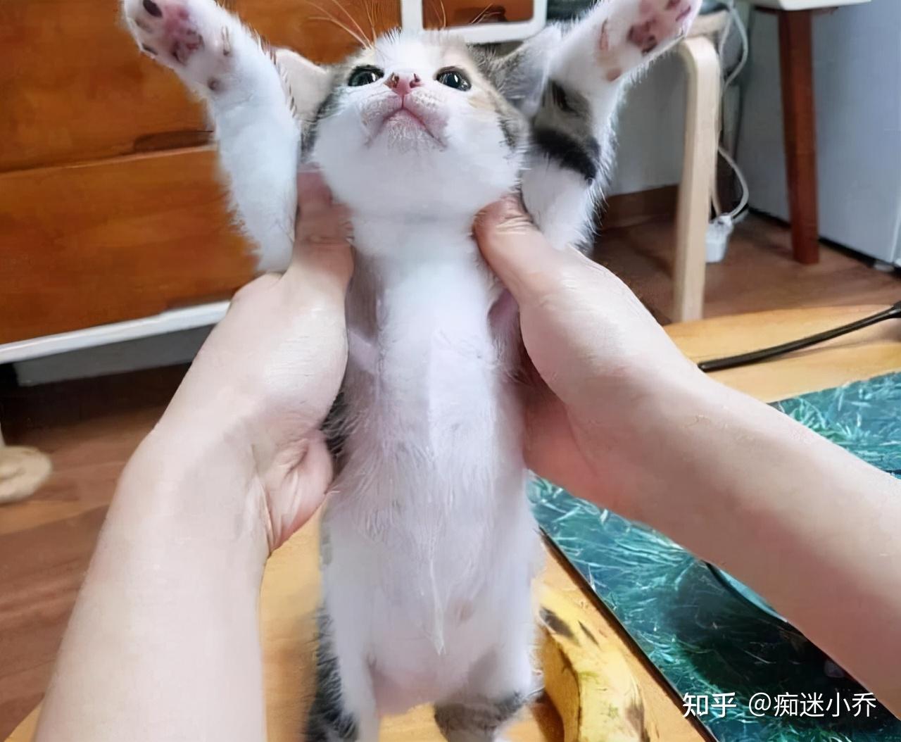 我相信有很多铲屎官都会用过托举式抱猫咪,和猫咪玩耍举高高,把双手