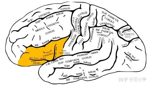 Prefrontal Cortex (gyrus)细致划分 - 知乎
