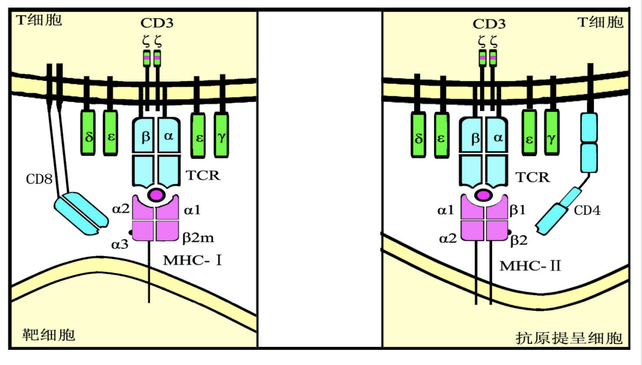 免疫学知识：细胞免疫应答与体液免疫应答 - 知乎