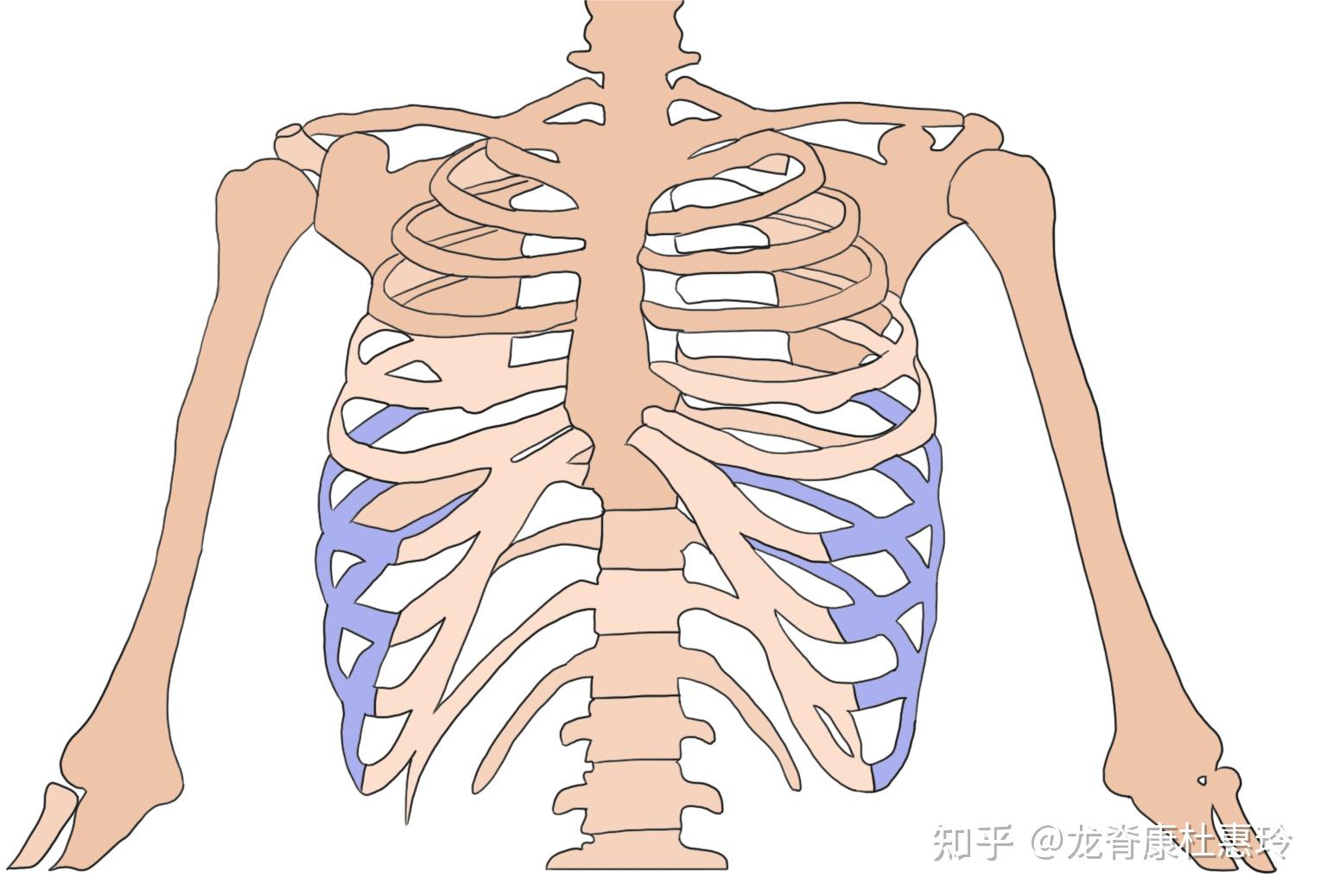 矢状位冠状位示意图图片