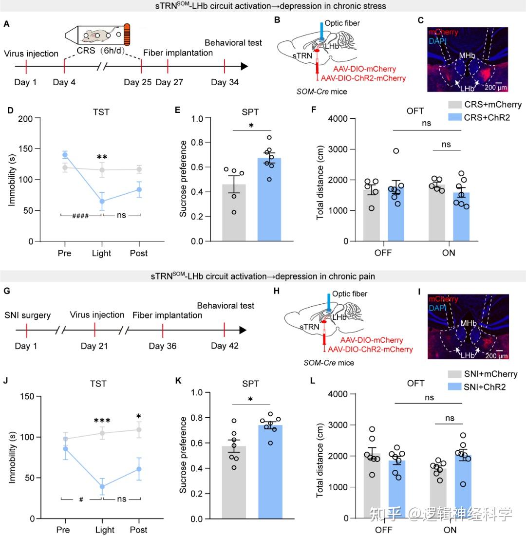 Cell Reports︱中国科学技术大学张艳/刘新峰/北京大学张瑛团队揭示慢性压力引起外侧缰核高活性致抑郁的神经机制 - 知乎