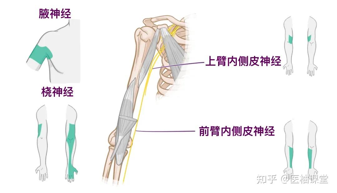 人体解剖学基础:手臂 - 知乎