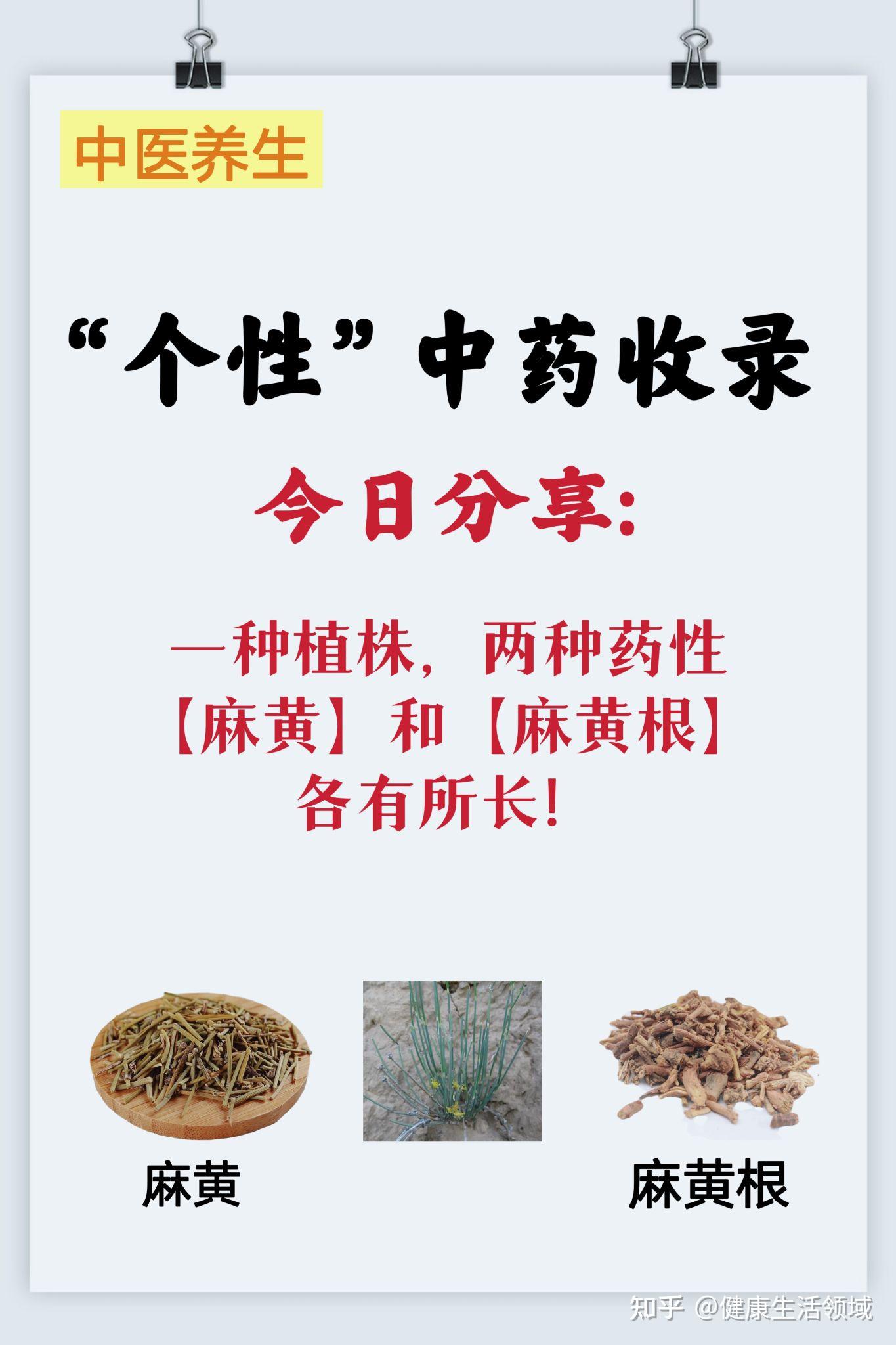 一种植株,两种药性!带你认识麻黄和麻黄根~ - 知乎