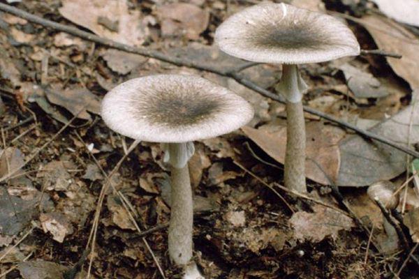 毒鹅膏菌二,拟灰花纹鹅膏毒鹅膏菌三,假褐云斑鹅膏菌毒鹅膏菌灰色剧毒