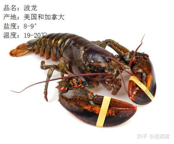 小龙虾与龙虾的区别在于:小龙虾是淡水养殖,龙虾是海水养殖;小龙虾