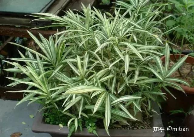 竹类植物识别图鉴（超全），值得珍藏！ - 知乎
