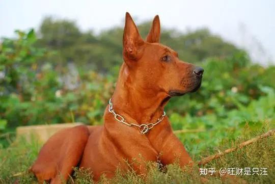 红狼犬——中国的优秀猎犬,猎杀彪悍野猪不在话下 - 知乎