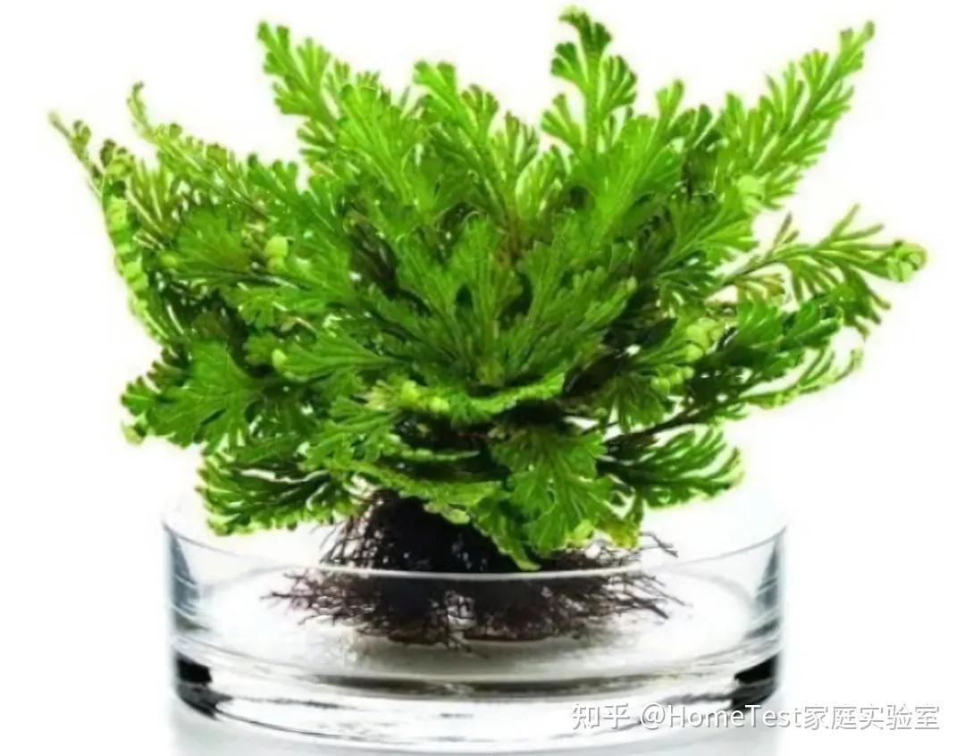 也就是成分表中的【密罗木叶提取物】