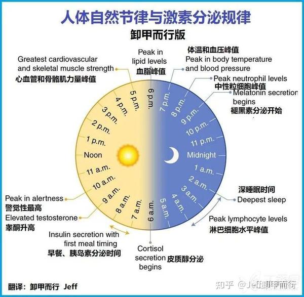 01-09：子午流注与昼夜节律，生物钟紊乱和甲状腺癌的发生、发展关系 - 知乎