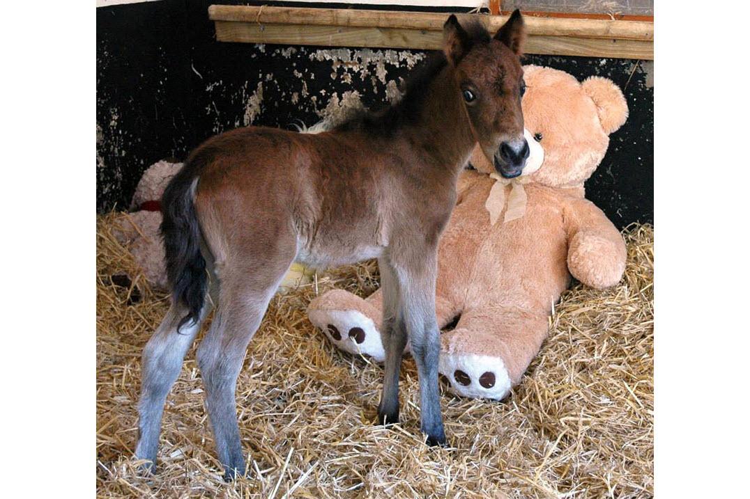 可爱小马与自己儿时最喜欢的玩伴小熊重逢美疯了