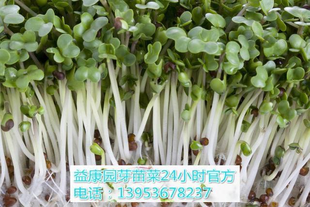 芽苗菜的无土种植技术 益康园 知乎