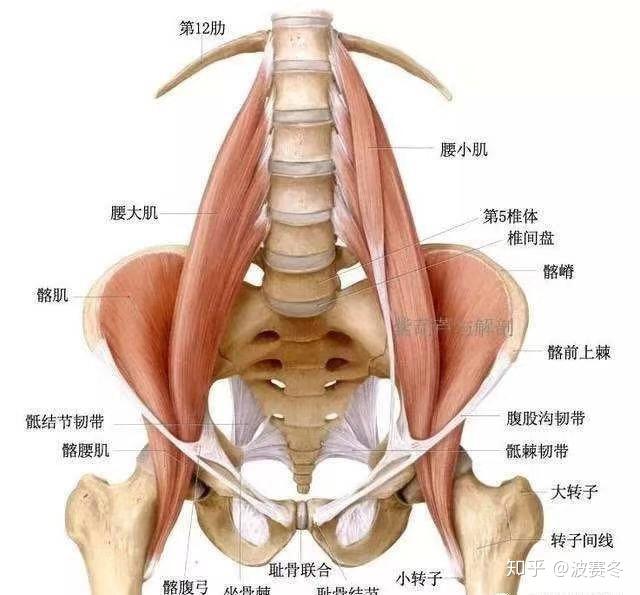 肋骨外翻的形成和修复