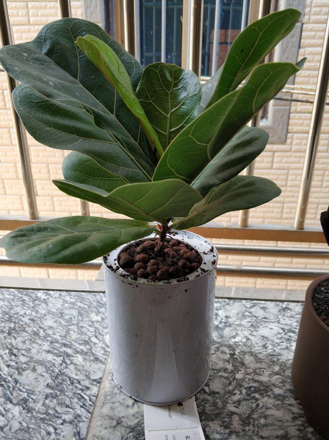 小叶琴叶榕成长记 - 知乎