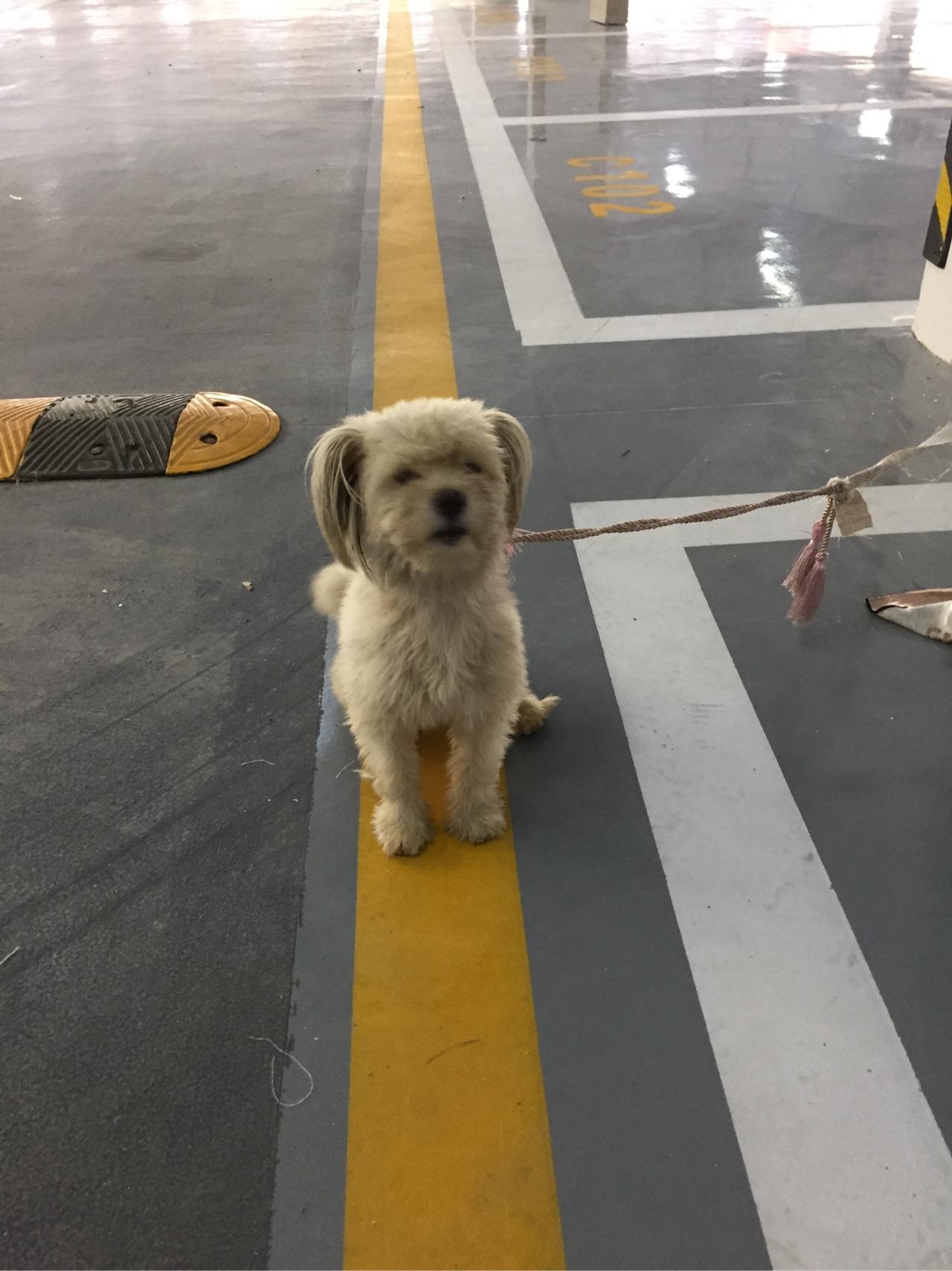 收养三个月的流浪狗开始很温顺现在很凶很防备