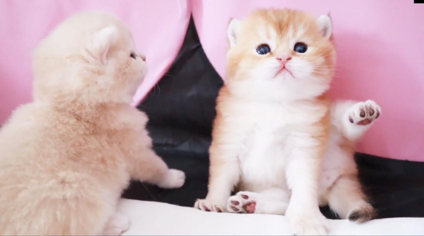 宠物生活:小奶猫嘬手手嘬出声了! - 知乎