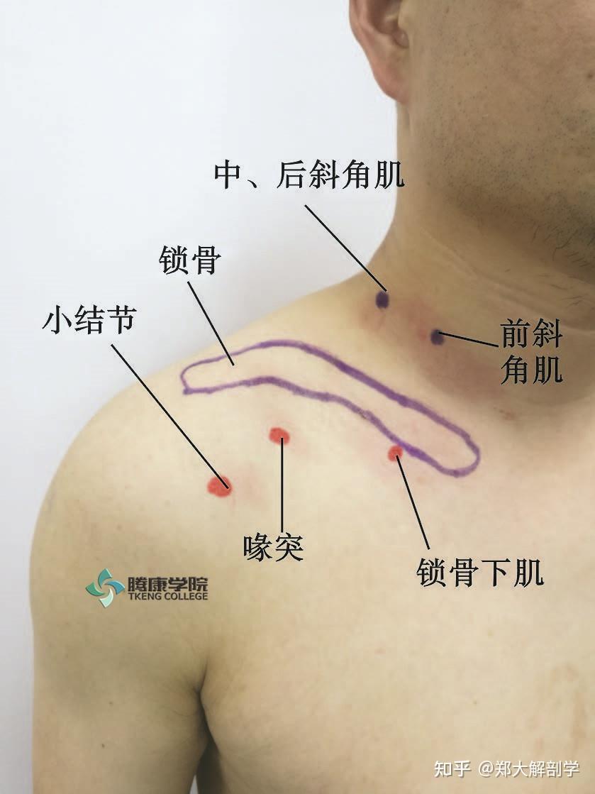 臂丛锁骨下部分支