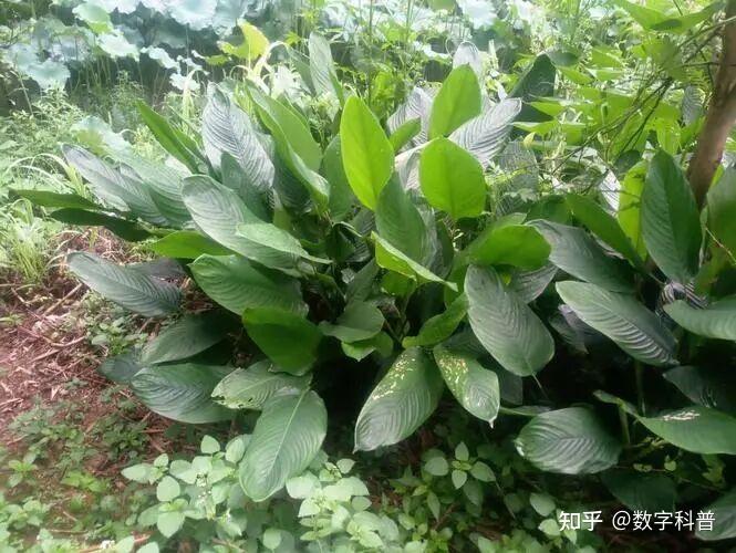 28种常见包粽子的叶子,涨知识了! - 知乎