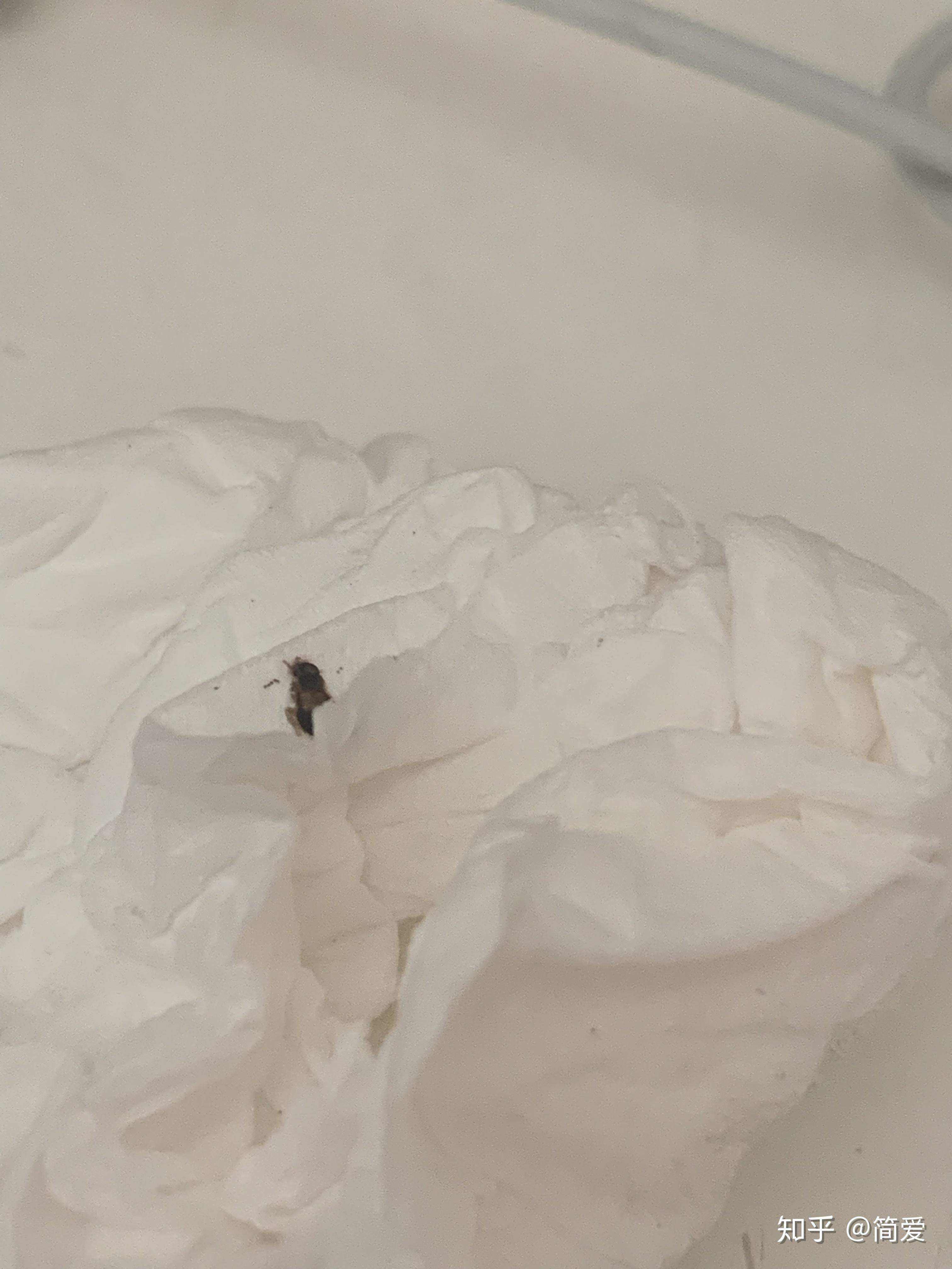 家里出现一种会飞的硬壳小黑虫是什么？有图_百度知道