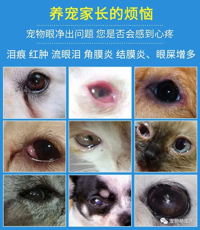 狗狗结膜炎角膜炎息肉樱桃眼治疗方法宠物眼睑内翻倒睫毛流泪红肿怎么