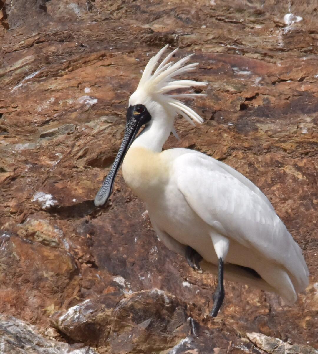 珍贵的黑脸琵鹭